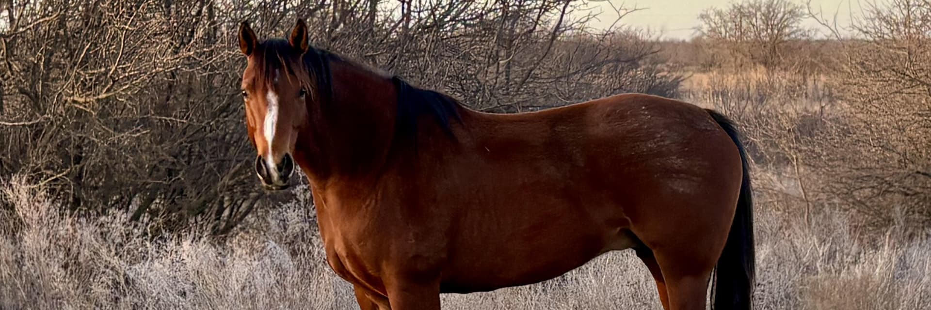 Mags, Quarter Horse Bay Mare, therapy horse at GRW Equine