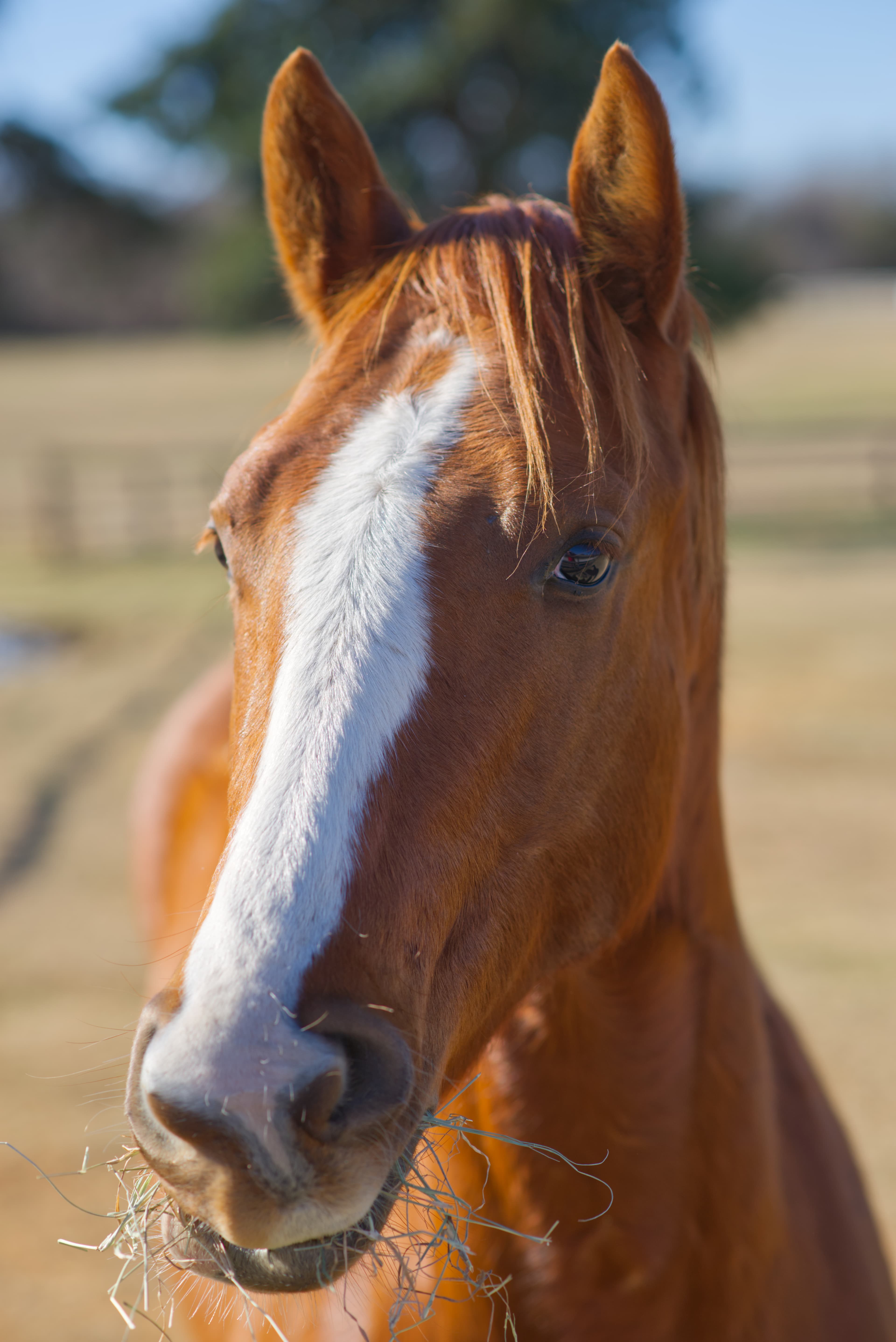 Romeo