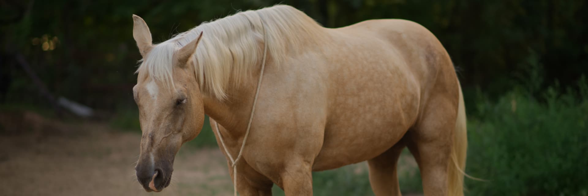 Sippi, Quarter Horse Palomino Mare, therapy horse at GRW Equine