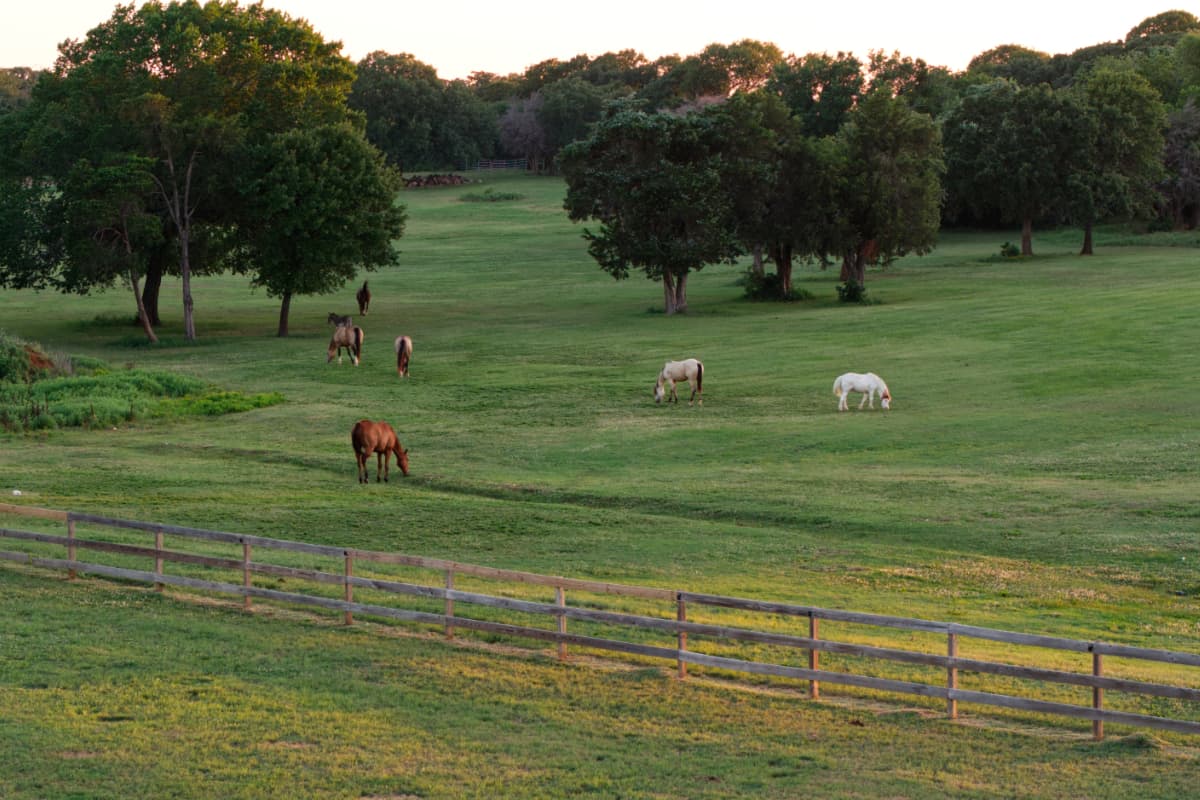 Horses at Grace Running Wild Equine