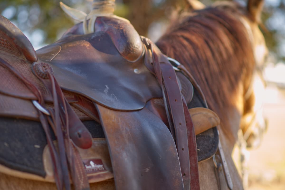 Support Grace Running Wild Equine