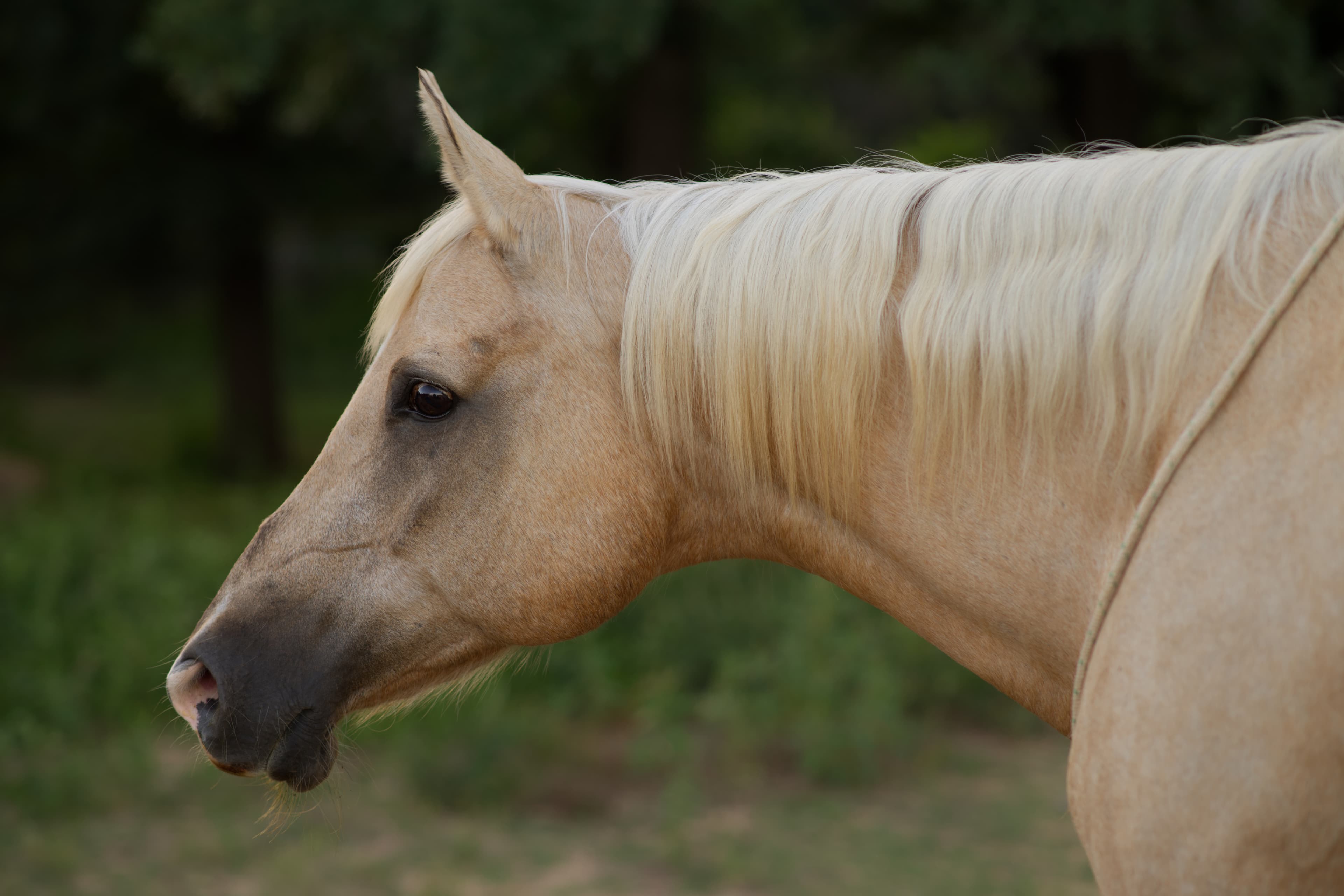 Therapy horse at Grace Running Wild Equine during a session